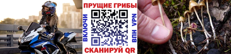 Псилоцибиновые грибы Cubensis  Алзамай 